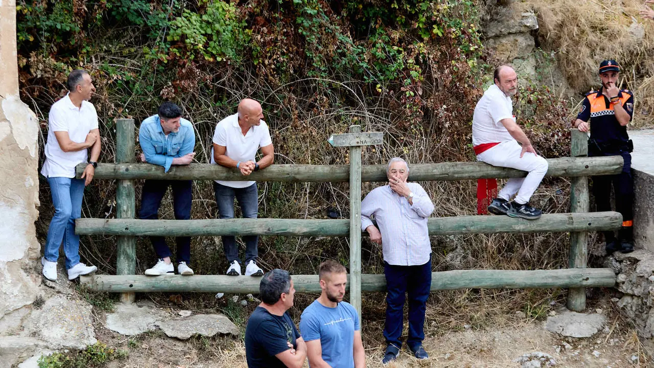Tercer encierro del Pilón en las fiestas de Falces de 2025 con vacas de la ganadería de Teodoro Vergara de Falces. IÑIGO ALZUGARAY