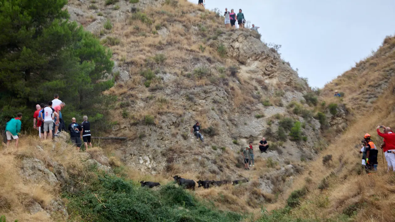 Tercer encierro del Pilón en las fiestas de Falces de 2025 con vacas de la ganadería de Teodoro Vergara de Falces. IÑIGO ALZUGARAY