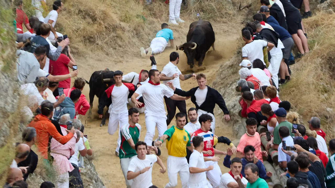 Tercer encierro del Pilón en las fiestas de Falces de 2025 con vacas de la ganadería de Teodoro Vergara de Falces. IÑIGO ALZUGARAY