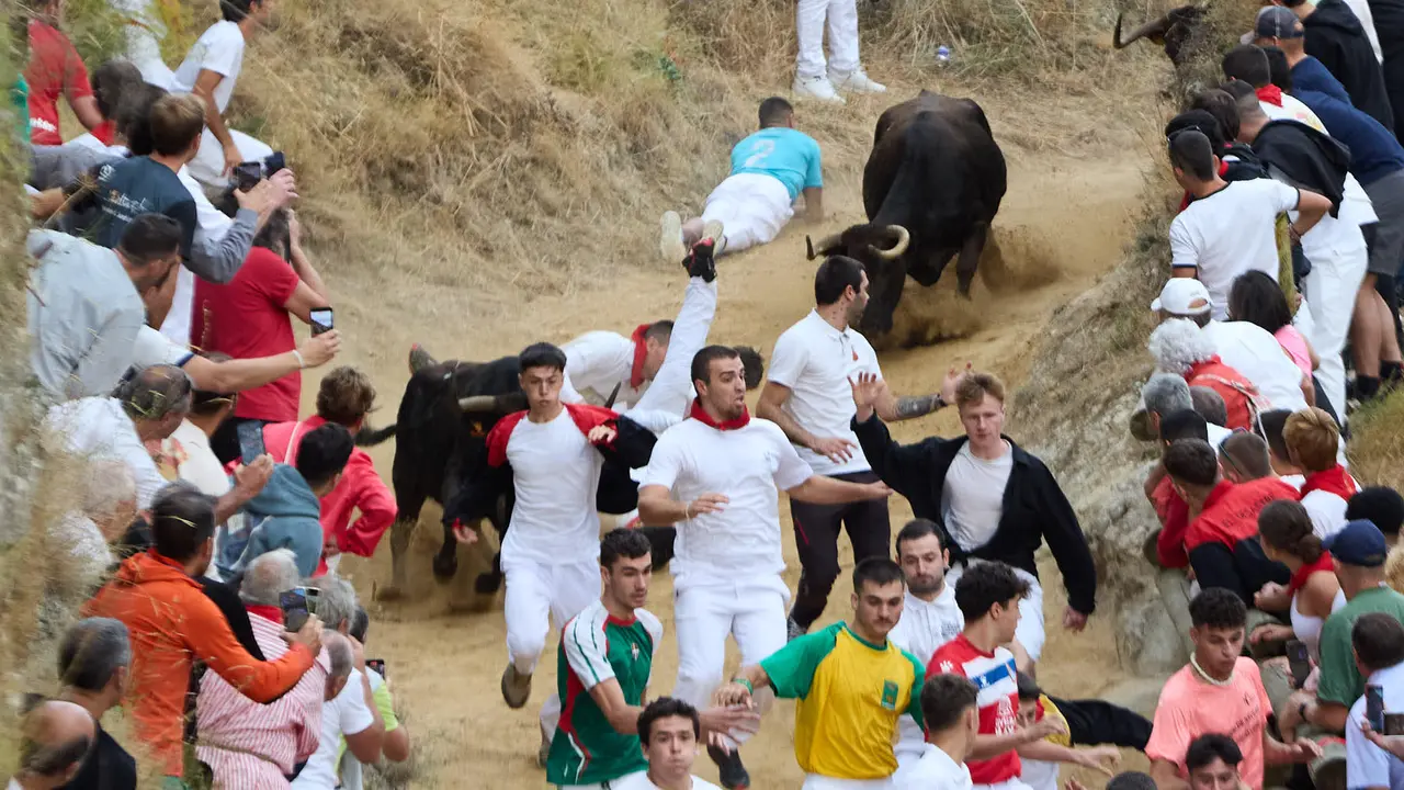 Tercer encierro del Pilón en las fiestas de Falces de 2025 con vacas de la ganadería de Teodoro Vergara de Falces. IÑIGO ALZUGARAY