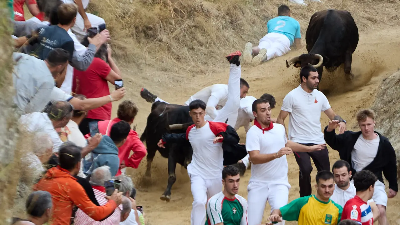 Tercer encierro del Pilón en las fiestas de Falces de 2025 con vacas de la ganadería de Teodoro Vergara de Falces. IÑIGO ALZUGARAY