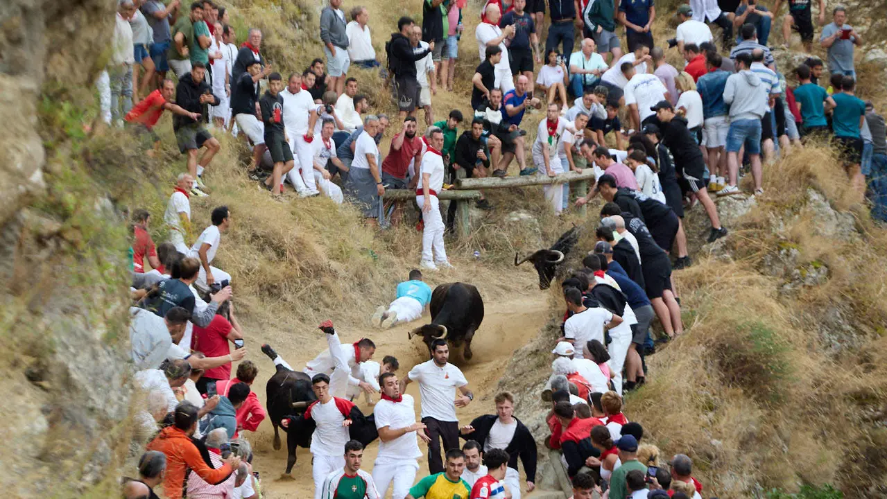 Tercer encierro del Pilón en las fiestas de Falces de 2025 con vacas de la ganadería de Teodoro Vergara de Falces. IÑIGO ALZUGARAY