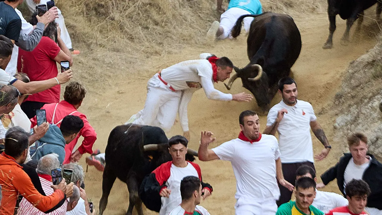 Tercer encierro del Pilón en las fiestas de Falces de 2025 con vacas de la ganadería de Teodoro Vergara de Falces. IÑIGO ALZUGARAY