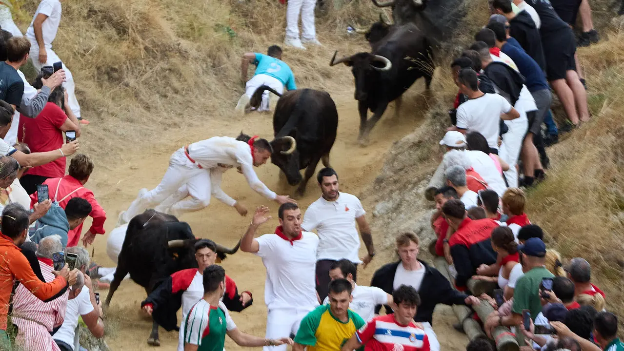 Tercer encierro del Pilón en las fiestas de Falces de 2025 con vacas de la ganadería de Teodoro Vergara de Falces. IÑIGO ALZUGARAY