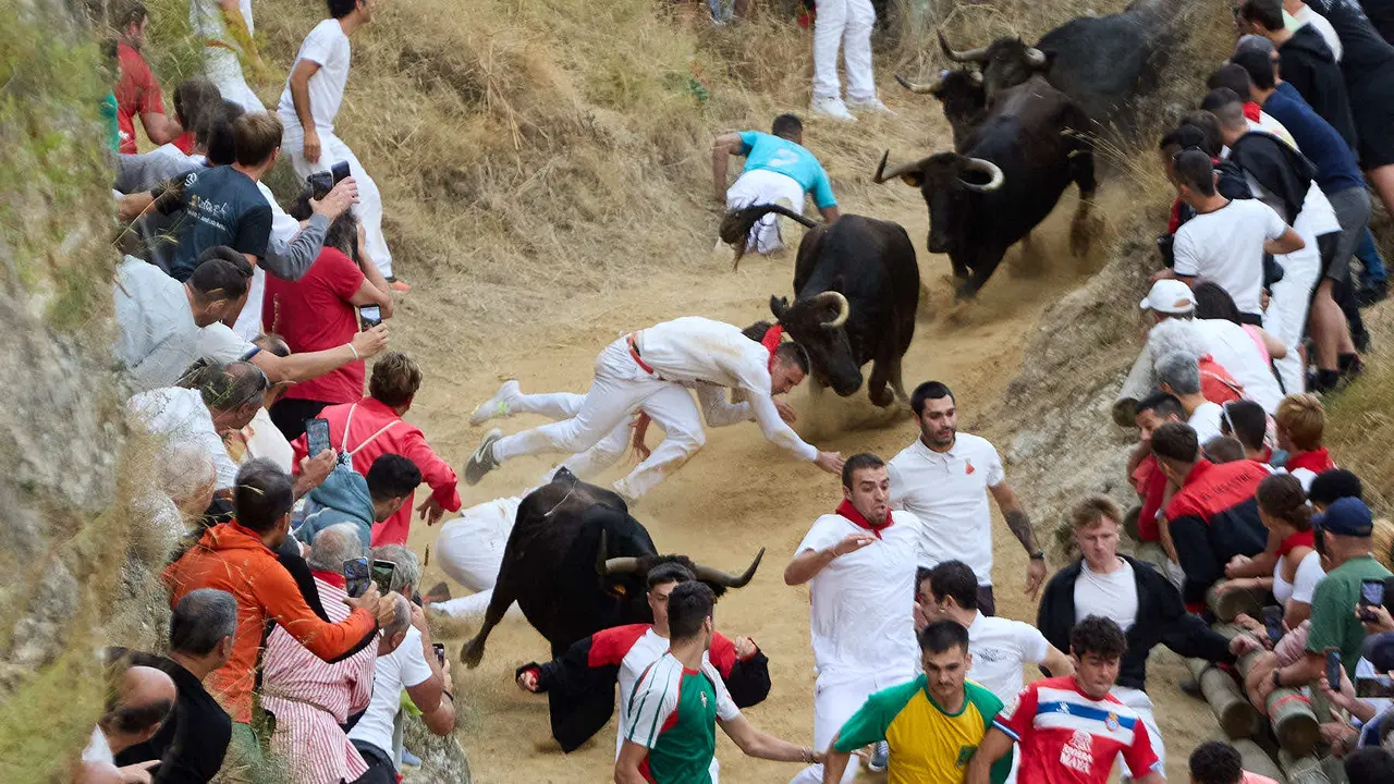 Tercer encierro del Pilón en las fiestas de Falces de 2025 con vacas de la ganadería de Teodoro Vergara de Falces. IÑIGO ALZUGARAY