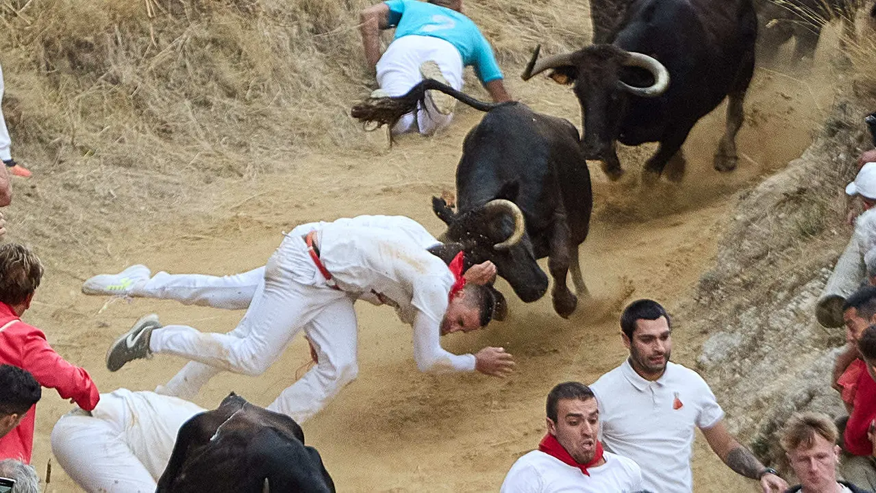 Tercer encierro del Pilón en las fiestas de Falces de 2025 con vacas de la ganadería de Teodoro Vergara de Falces. IÑIGO ALZUGARAY