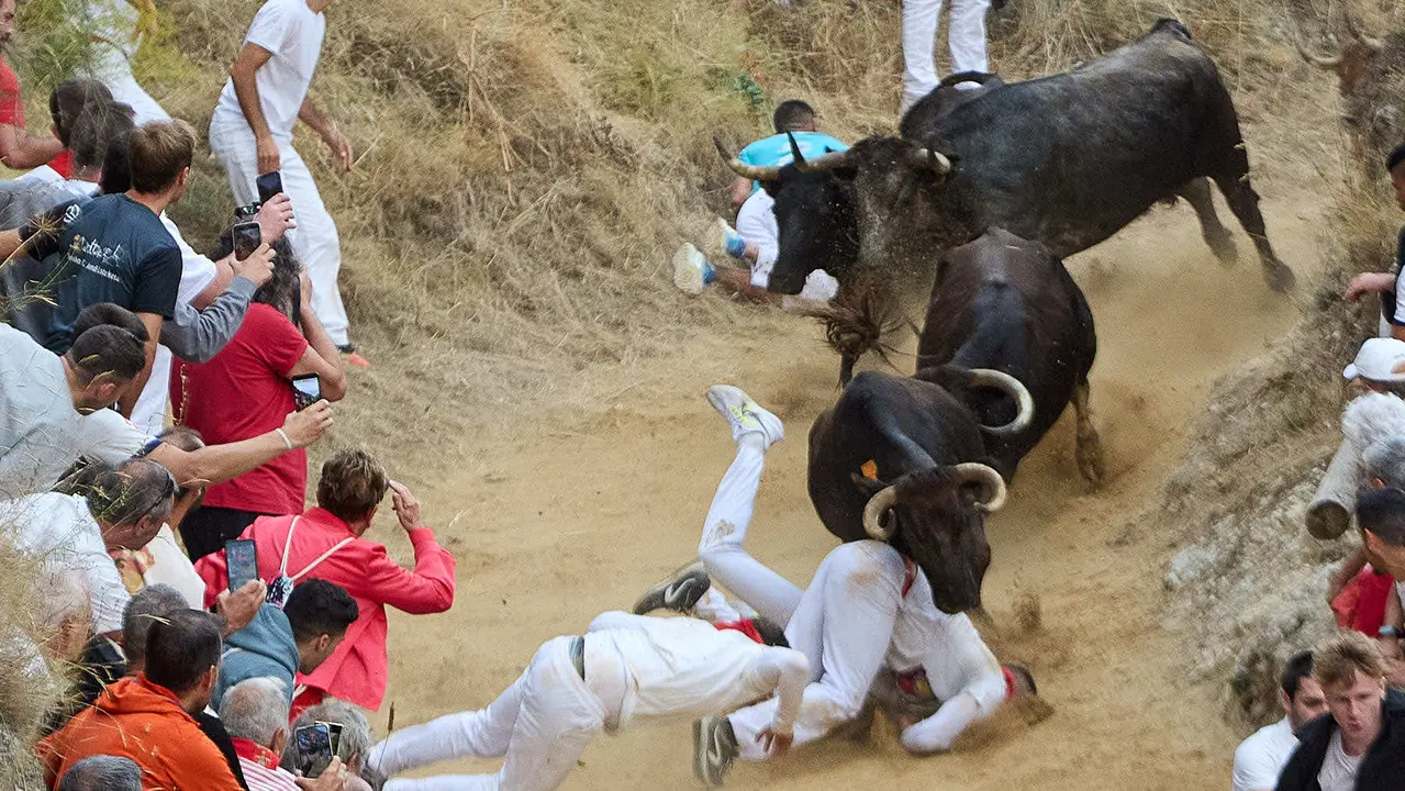 Tercer encierro del Pilón en las fiestas de Falces de 2025 con vacas de la ganadería de Teodoro Vergara de Falces. IÑIGO ALZUGARAY