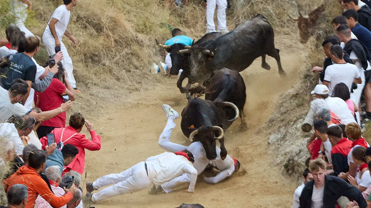 Tercer encierro del Pilón en las fiestas de Falces de 2025 con vacas de la ganadería de Teodoro Vergara de Falces. IÑIGO ALZUGARAY