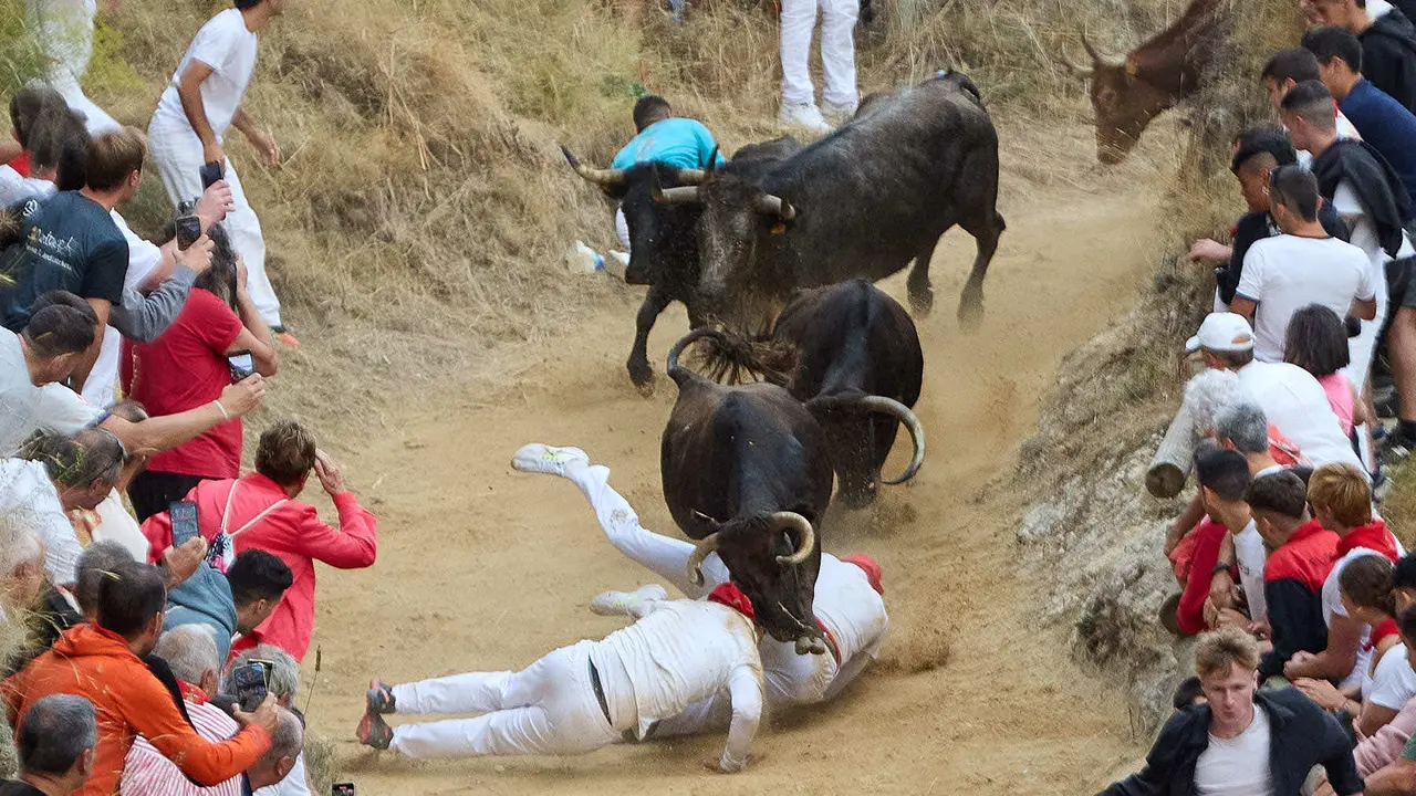 Tercer encierro del Pilón en las fiestas de Falces de 2025 con vacas de la ganadería de Teodoro Vergara de Falces. IÑIGO ALZUGARAY