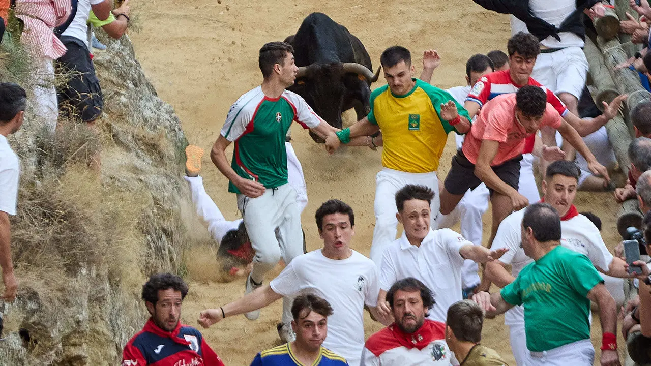 Tercer encierro del Pilón en las fiestas de Falces de 2025 con vacas de la ganadería de Teodoro Vergara de Falces. IÑIGO ALZUGARAY