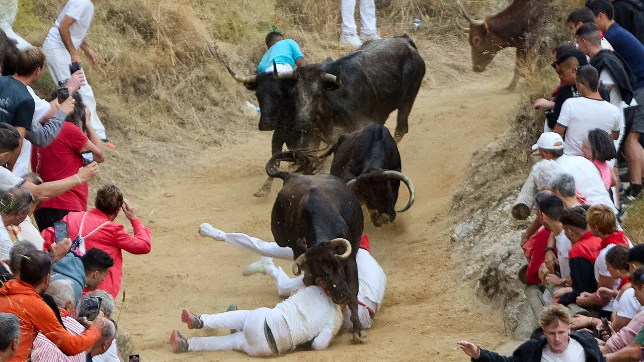 Tercer encierro del Pilón en las fiestas de Falces de 2025 con vacas de la ganadería de Teodoro Vergara de Falces. IÑIGO ALZUGARAY