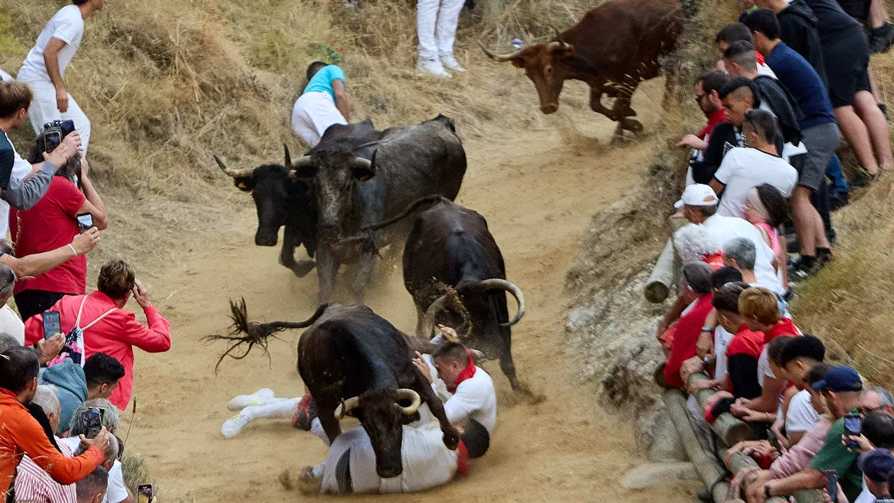 Tercer encierro del Pilón en las fiestas de Falces de 2025 con vacas de la ganadería de Teodoro Vergara de Falces. IÑIGO ALZUGARAY