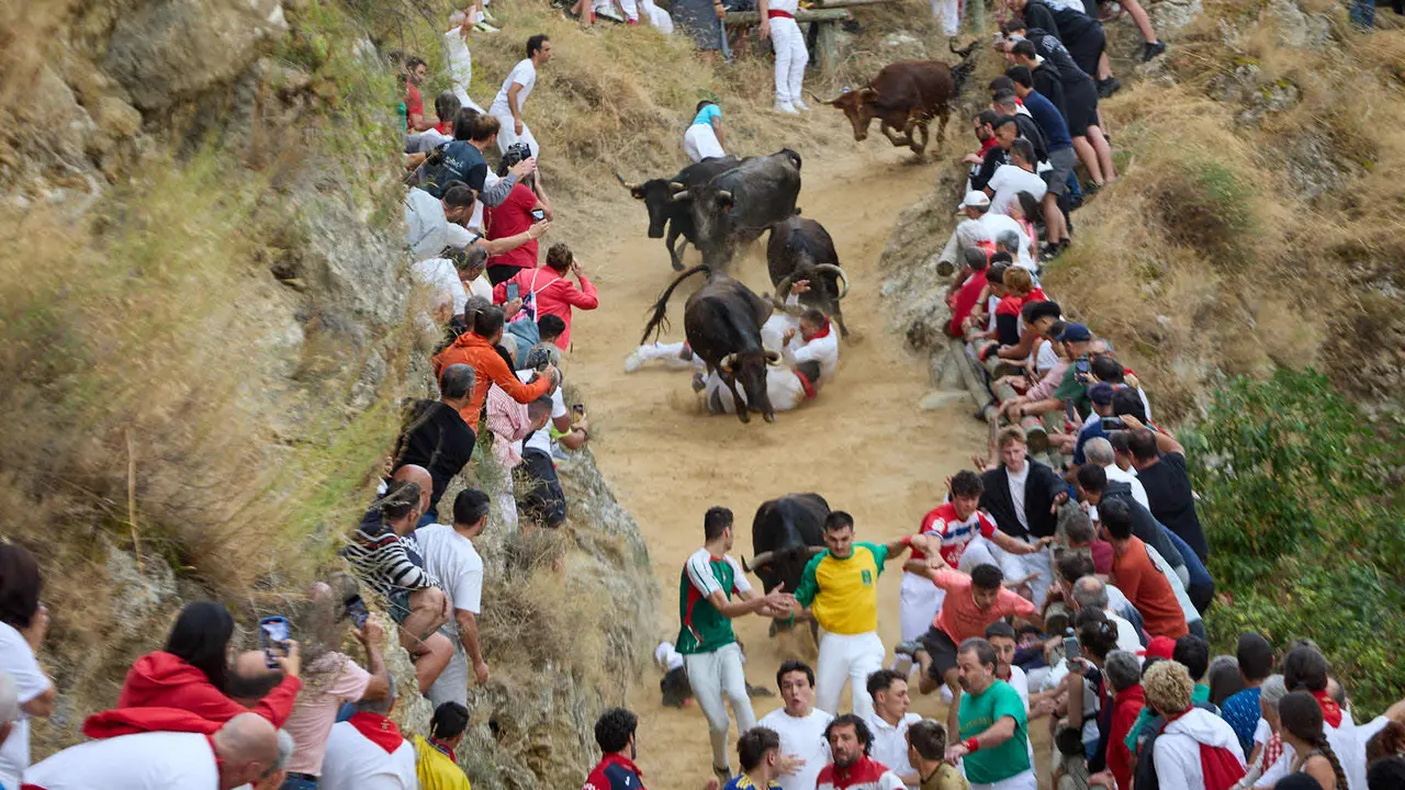 Tercer encierro del Pilón en las fiestas de Falces de 2025 con vacas de la ganadería de Teodoro Vergara de Falces. IÑIGO ALZUGARAY