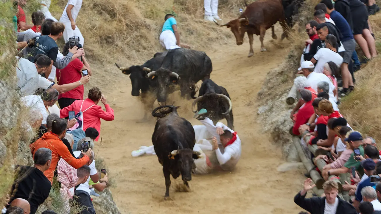 Tercer encierro del Pilón en las fiestas de Falces de 2025 con vacas de la ganadería de Teodoro Vergara de Falces. IÑIGO ALZUGARAY