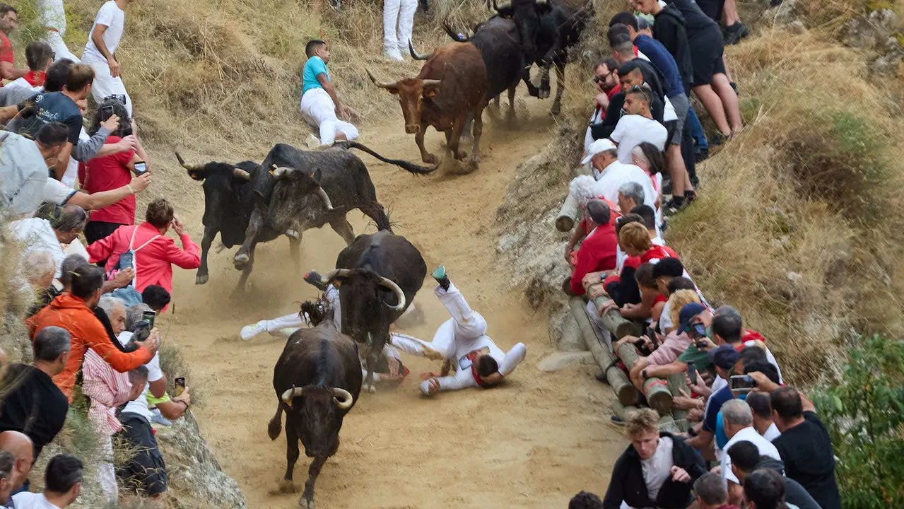 Tercer encierro del Pilón en las fiestas de Falces de 2025 con vacas de la ganadería de Teodoro Vergara de Falces. IÑIGO ALZUGARAY