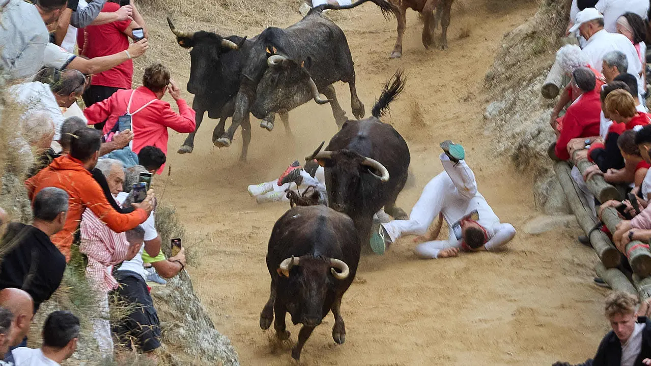Tercer encierro del Pilón en las fiestas de Falces de 2025 con vacas de la ganadería de Teodoro Vergara de Falces. IÑIGO ALZUGARAY