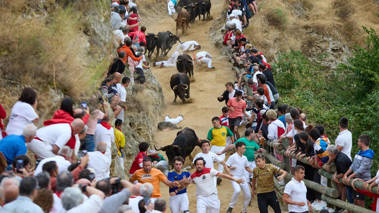 Tercer encierro del Pilón en las fiestas de Falces de 2025 con vacas de la ganadería de Teodoro Vergara de Falces. IÑIGO ALZUGARAY