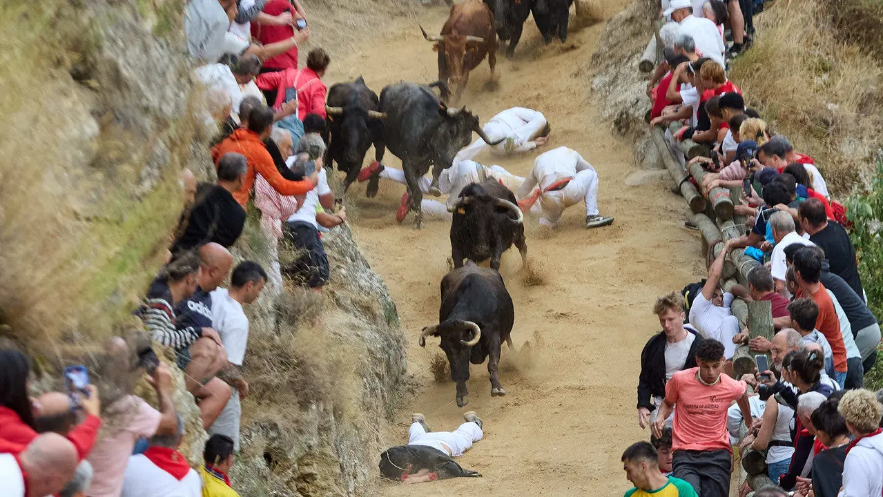 Tercer encierro del Pilón en las fiestas de Falces de 2025 con vacas de la ganadería de Teodoro Vergara de Falces. IÑIGO ALZUGARAY