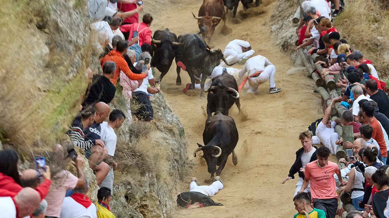 Tercer encierro del Pilón en las fiestas de Falces de 2025 con vacas de la ganadería de Teodoro Vergara de Falces. IÑIGO ALZUGARAY