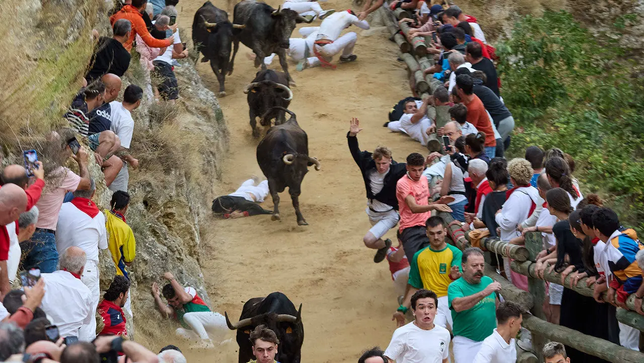 Tercer encierro del Pilón en las fiestas de Falces de 2025 con vacas de la ganadería de Teodoro Vergara de Falces. IÑIGO ALZUGARAY