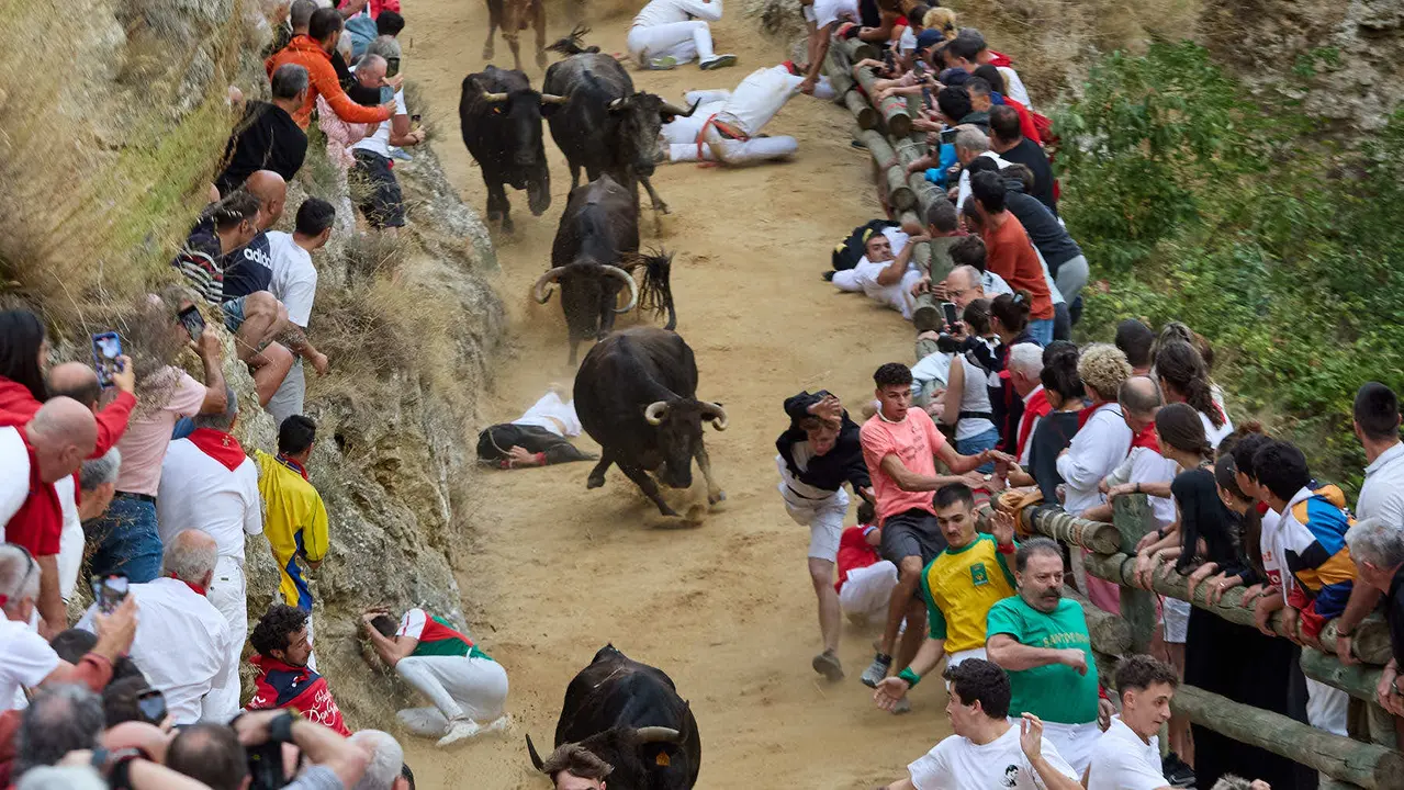 Tercer encierro del Pilón en las fiestas de Falces de 2025 con vacas de la ganadería de Teodoro Vergara de Falces. IÑIGO ALZUGARAY