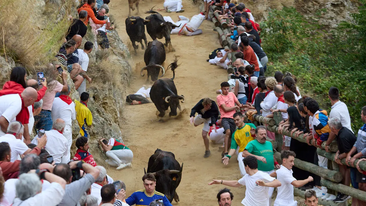 Tercer encierro del Pilón en las fiestas de Falces de 2025 con vacas de la ganadería de Teodoro Vergara de Falces. IÑIGO ALZUGARAY