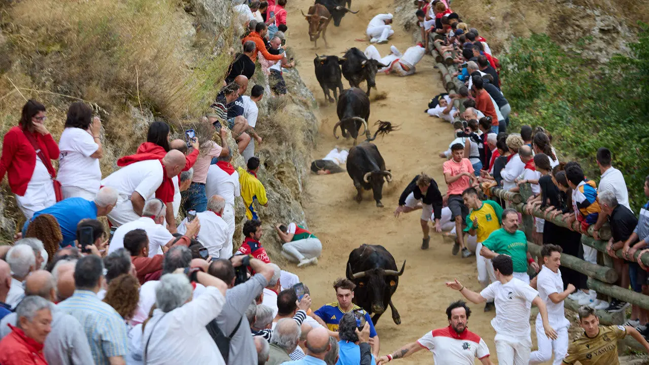 Tercer encierro del Pilón en las fiestas de Falces de 2025 con vacas de la ganadería de Teodoro Vergara de Falces. IÑIGO ALZUGARAY
