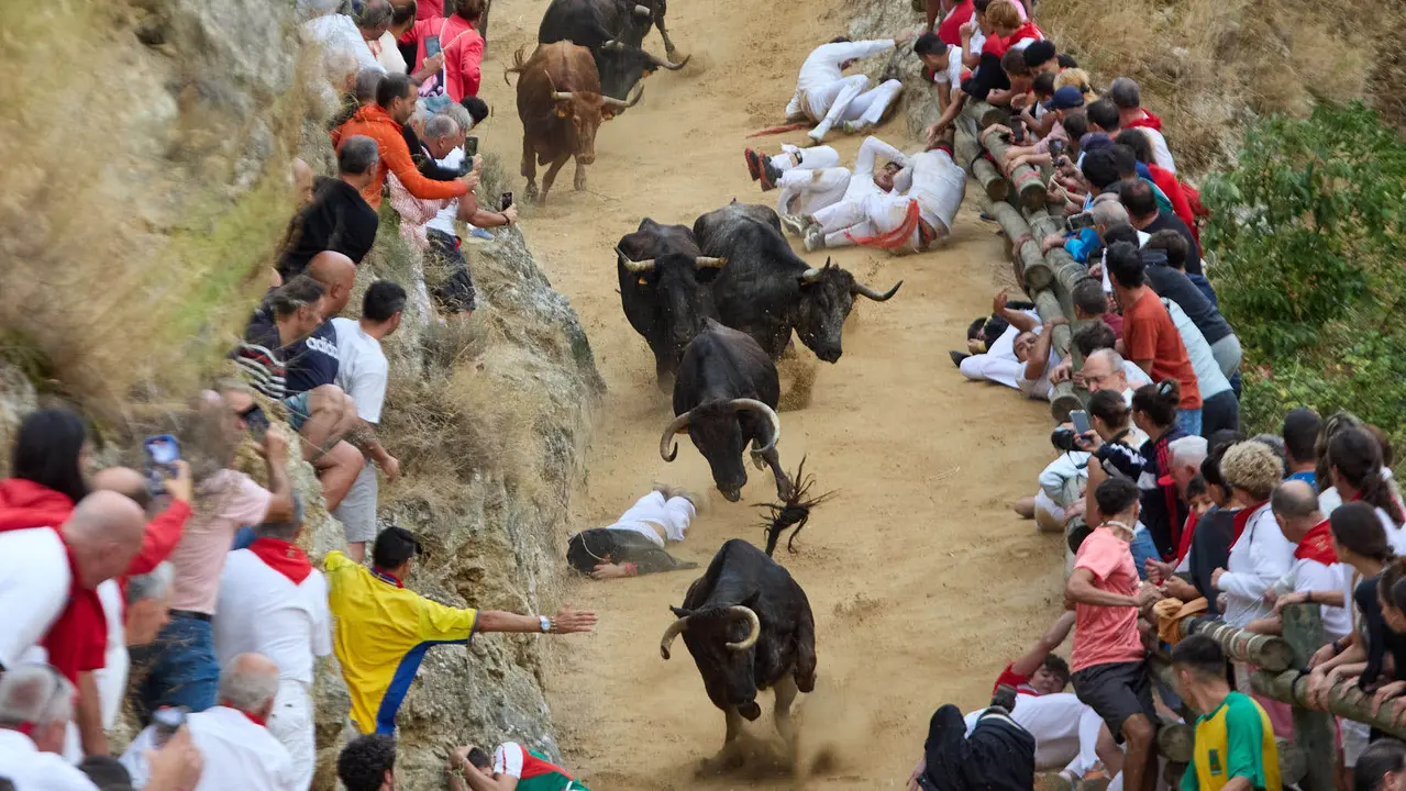 Tercer encierro del Pilón en las fiestas de Falces de 2025 con vacas de la ganadería de Teodoro Vergara de Falces. IÑIGO ALZUGARAY