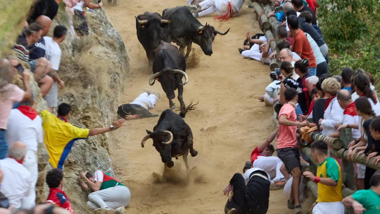 Tercer encierro del Pilón en las fiestas de Falces de 2025 con vacas de la ganadería de Teodoro Vergara de Falces. IÑIGO ALZUGARAY