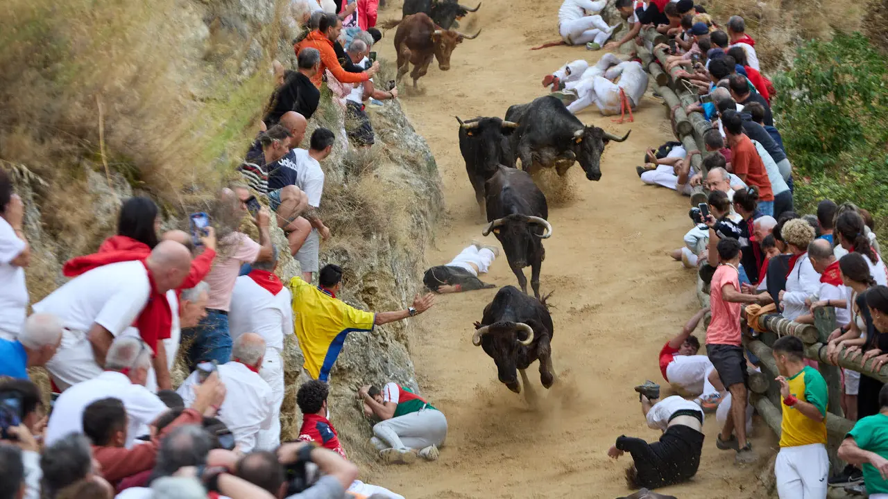 Tercer encierro del Pilón en las fiestas de Falces de 2025 con vacas de la ganadería de Teodoro Vergara de Falces. IÑIGO ALZUGARAY