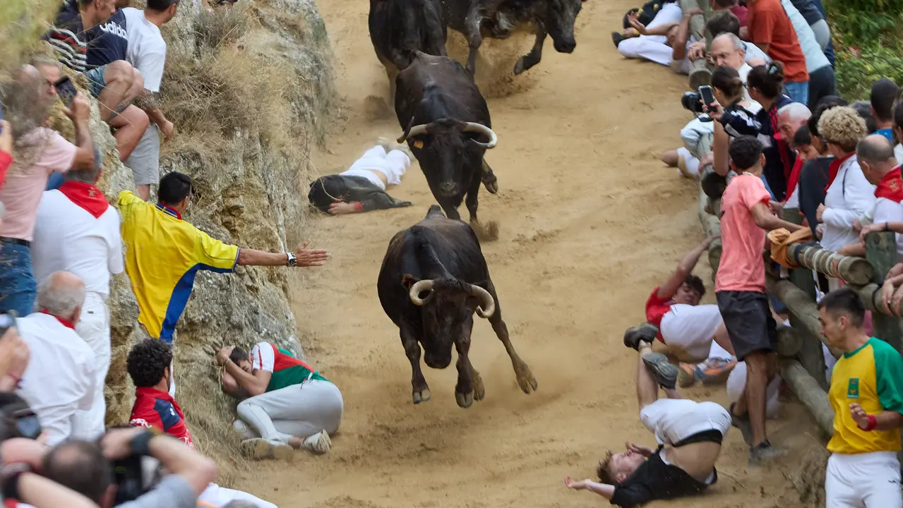Tercer encierro del Pilón en las fiestas de Falces de 2025 con vacas de la ganadería de Teodoro Vergara de Falces. IÑIGO ALZUGARAY