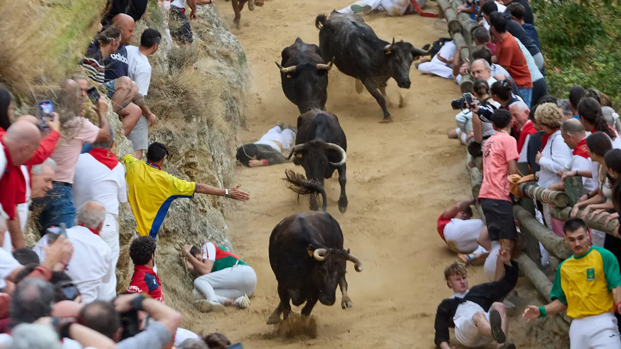 Tercer encierro del Pilón en las fiestas de Falces de 2025 con vacas de la ganadería de Teodoro Vergara de Falces. IÑIGO ALZUGARAY