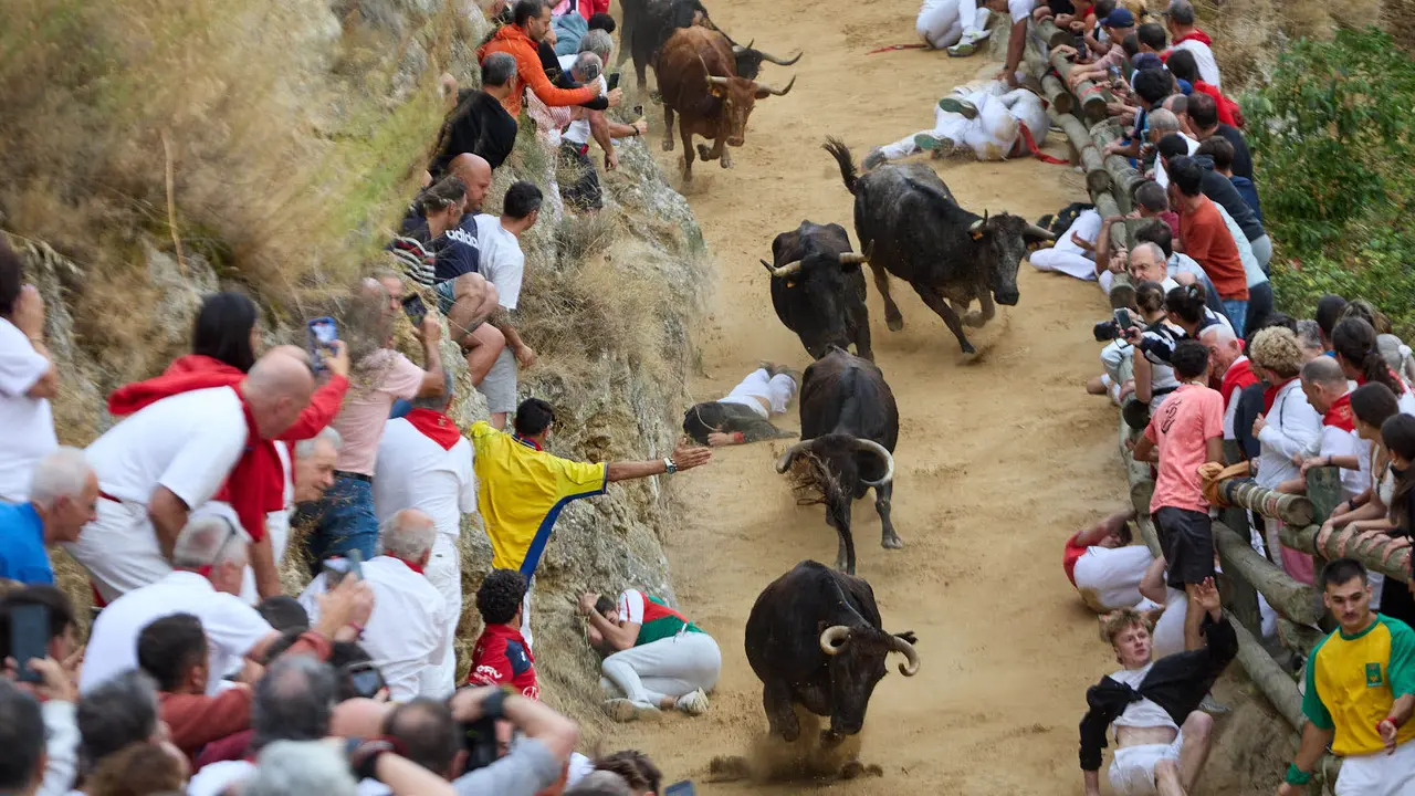 Tercer encierro del Pilón en las fiestas de Falces de 2025 con vacas de la ganadería de Teodoro Vergara de Falces. IÑIGO ALZUGARAY