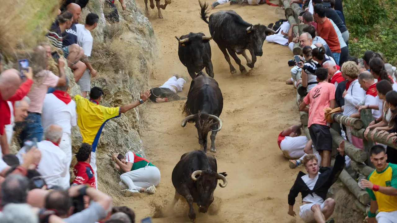 Tercer encierro del Pilón en las fiestas de Falces de 2025 con vacas de la ganadería de Teodoro Vergara de Falces. IÑIGO ALZUGARAY