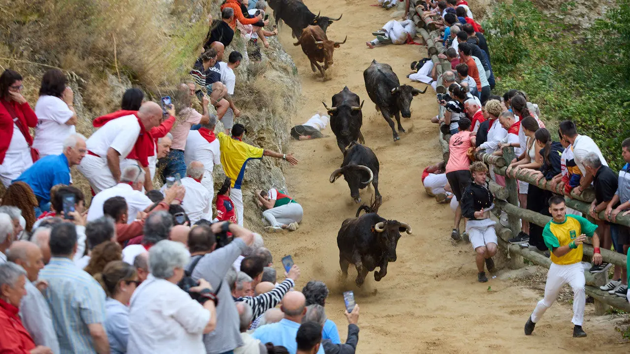 Tercer encierro del Pilón en las fiestas de Falces de 2025 con vacas de la ganadería de Teodoro Vergara de Falces. IÑIGO ALZUGARAY