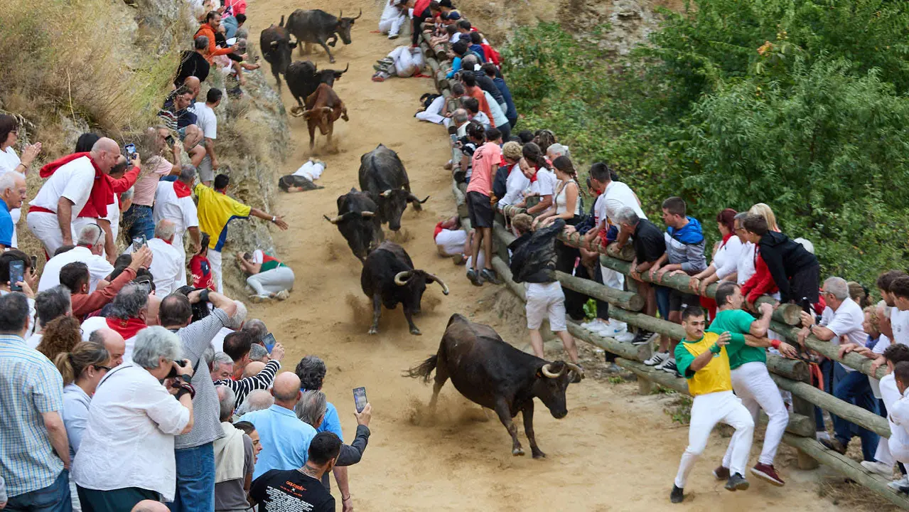 Tercer encierro del Pilón en las fiestas de Falces de 2025 con vacas de la ganadería de Teodoro Vergara de Falces. IÑIGO ALZUGARAY
