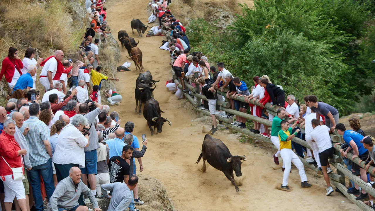 Tercer encierro del Pilón en las fiestas de Falces de 2025 con vacas de la ganadería de Teodoro Vergara de Falces. IÑIGO ALZUGARAY