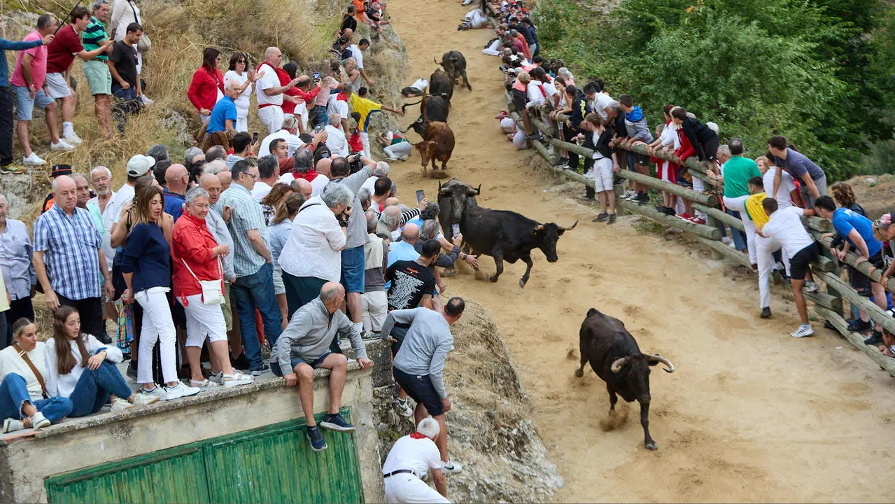 Tercer encierro del Pilón en las fiestas de Falces de 2025 con vacas de la ganadería de Teodoro Vergara de Falces. IÑIGO ALZUGARAY