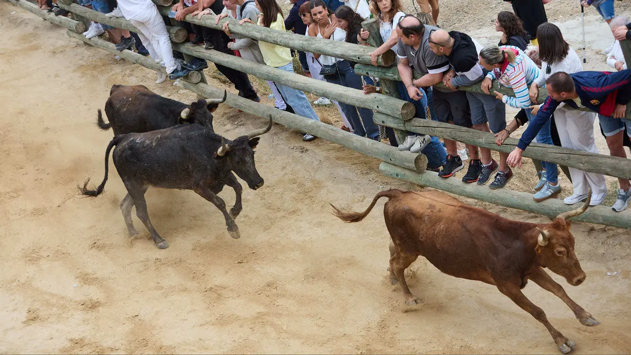 Tercer encierro del Pilón en las fiestas de Falces de 2025 con vacas de la ganadería de Teodoro Vergara de Falces. IÑIGO ALZUGARAY