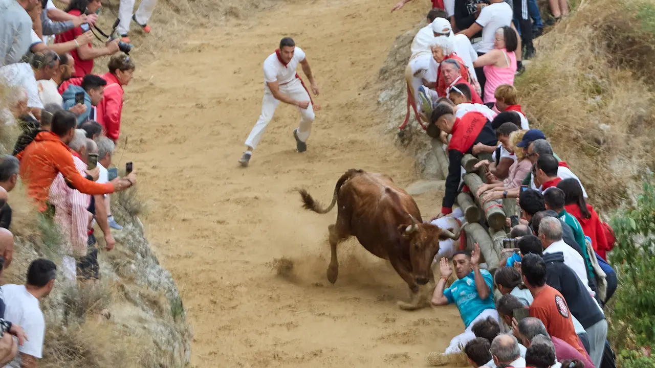 Tercer encierro del Pilón en las fiestas de Falces de 2025 con vacas de la ganadería de Teodoro Vergara de Falces. IÑIGO ALZUGARAY