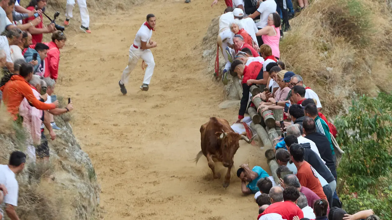 Tercer encierro del Pilón en las fiestas de Falces de 2025 con vacas de la ganadería de Teodoro Vergara de Falces. IÑIGO ALZUGARAY