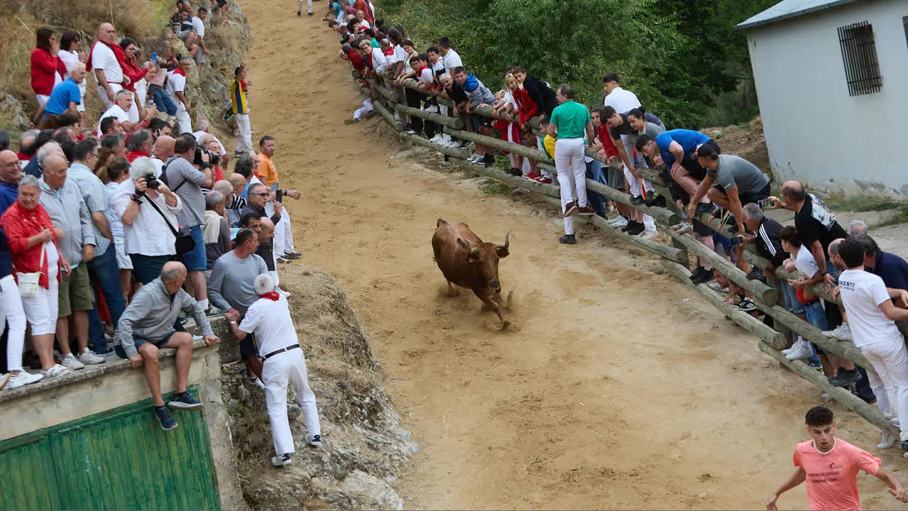 Tercer encierro del Pilón en las fiestas de Falces de 2025 con vacas de la ganadería de Teodoro Vergara de Falces. IÑIGO ALZUGARAY