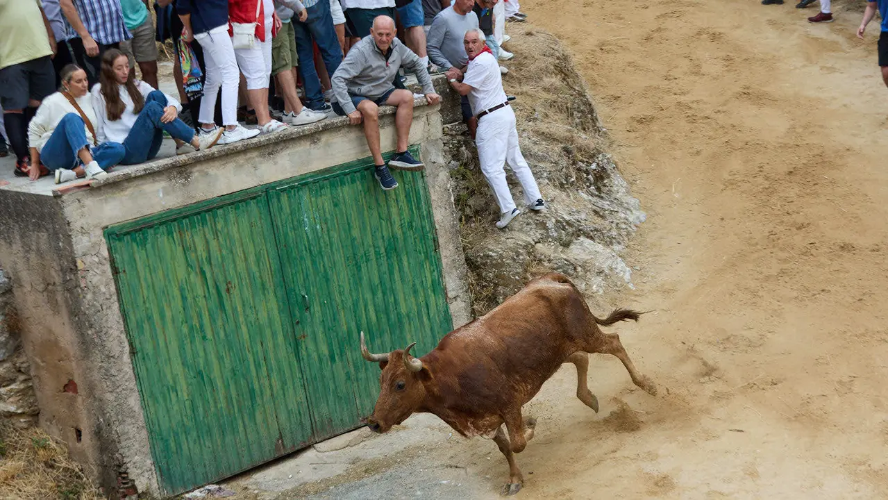 Tercer encierro del Pilón en las fiestas de Falces de 2025 con vacas de la ganadería de Teodoro Vergara de Falces. IÑIGO ALZUGARAY