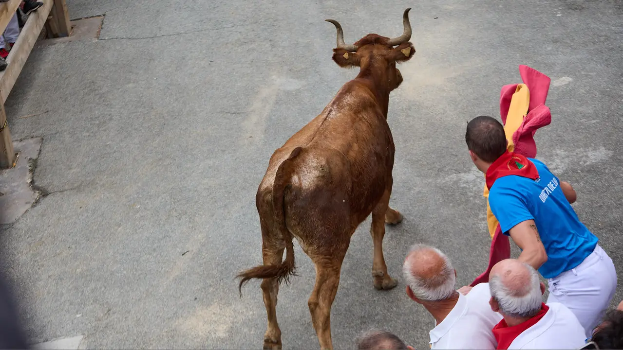 Tercer encierro del Pilón en las fiestas de Falces de 2025 con vacas de la ganadería de Teodoro Vergara de Falces. IÑIGO ALZUGARAY