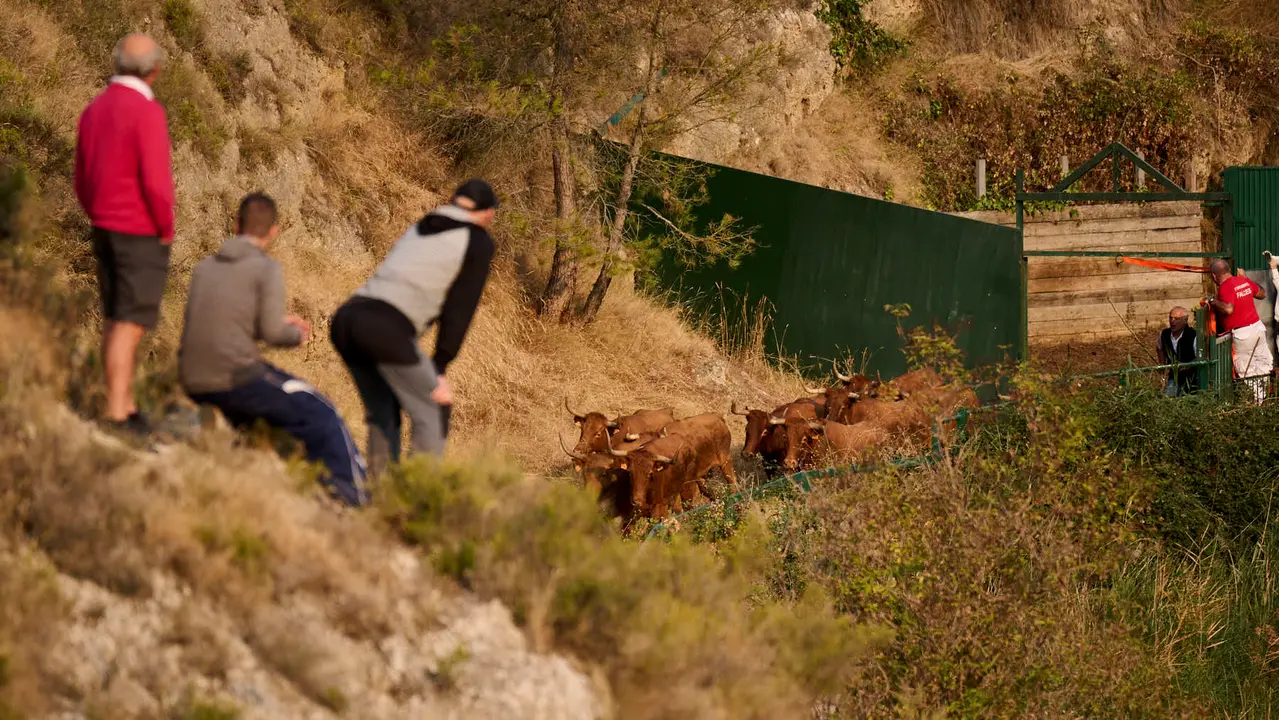 Cuarto encierro del Pilón en las fiestas de Falces de 2025 con vacas de la ganadería de Alba Reta de Grocin.
PABLO LASAOSA