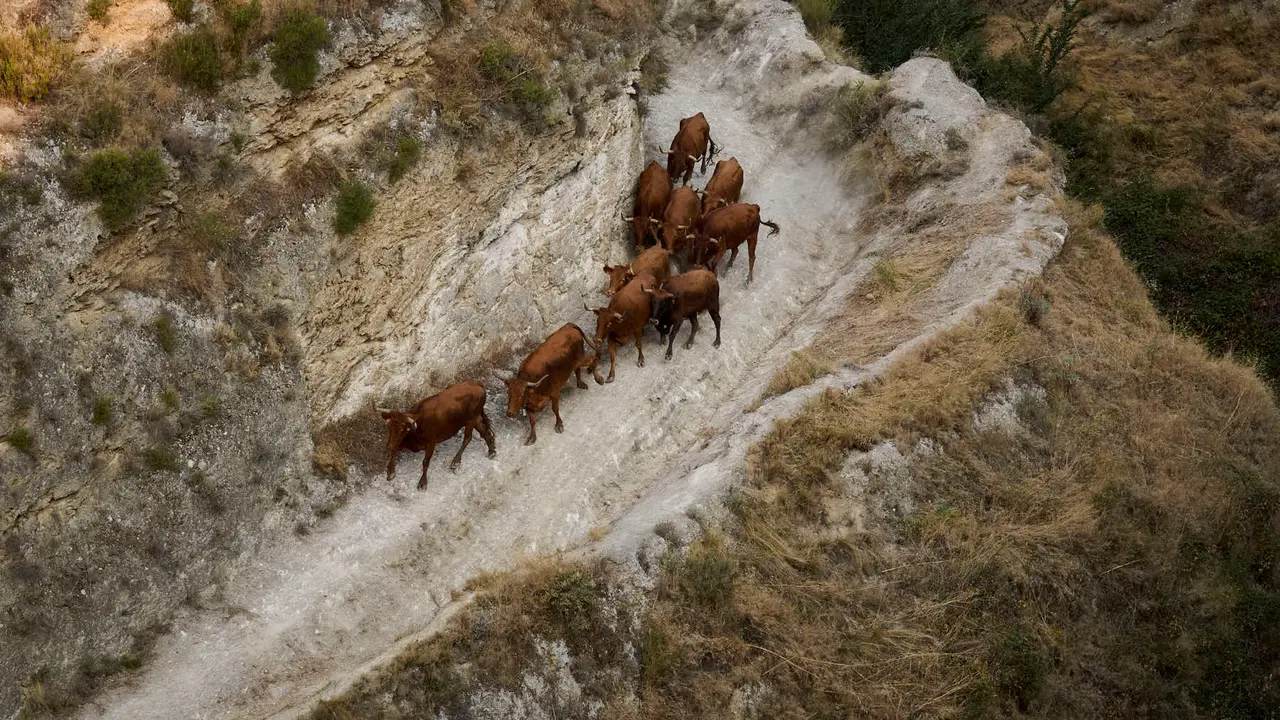 Cuarto encierro del Pilón en las fiestas de Falces de 2025 con vacas de la ganadería de Alba Reta de Grocin.
PABLO LASAOSA