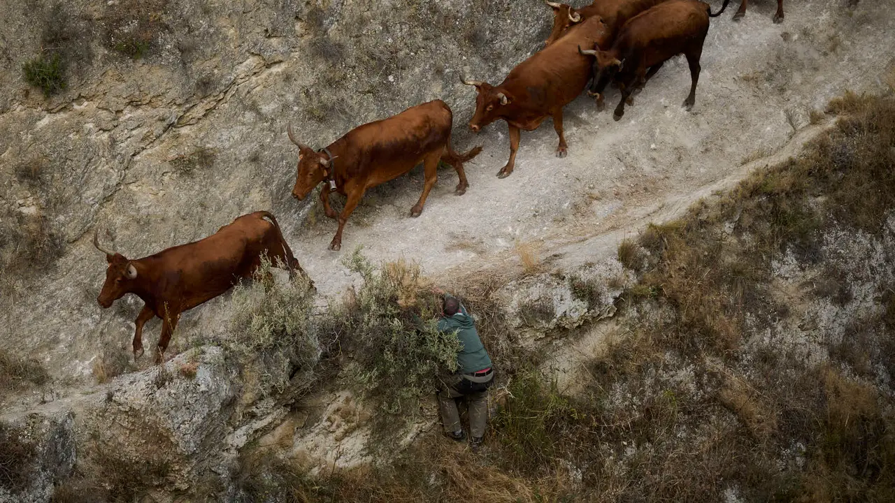 Cuarto encierro del Pilón en las fiestas de Falces de 2025 con vacas de la ganadería de Alba Reta de Grocin.
PABLO LASAOSA