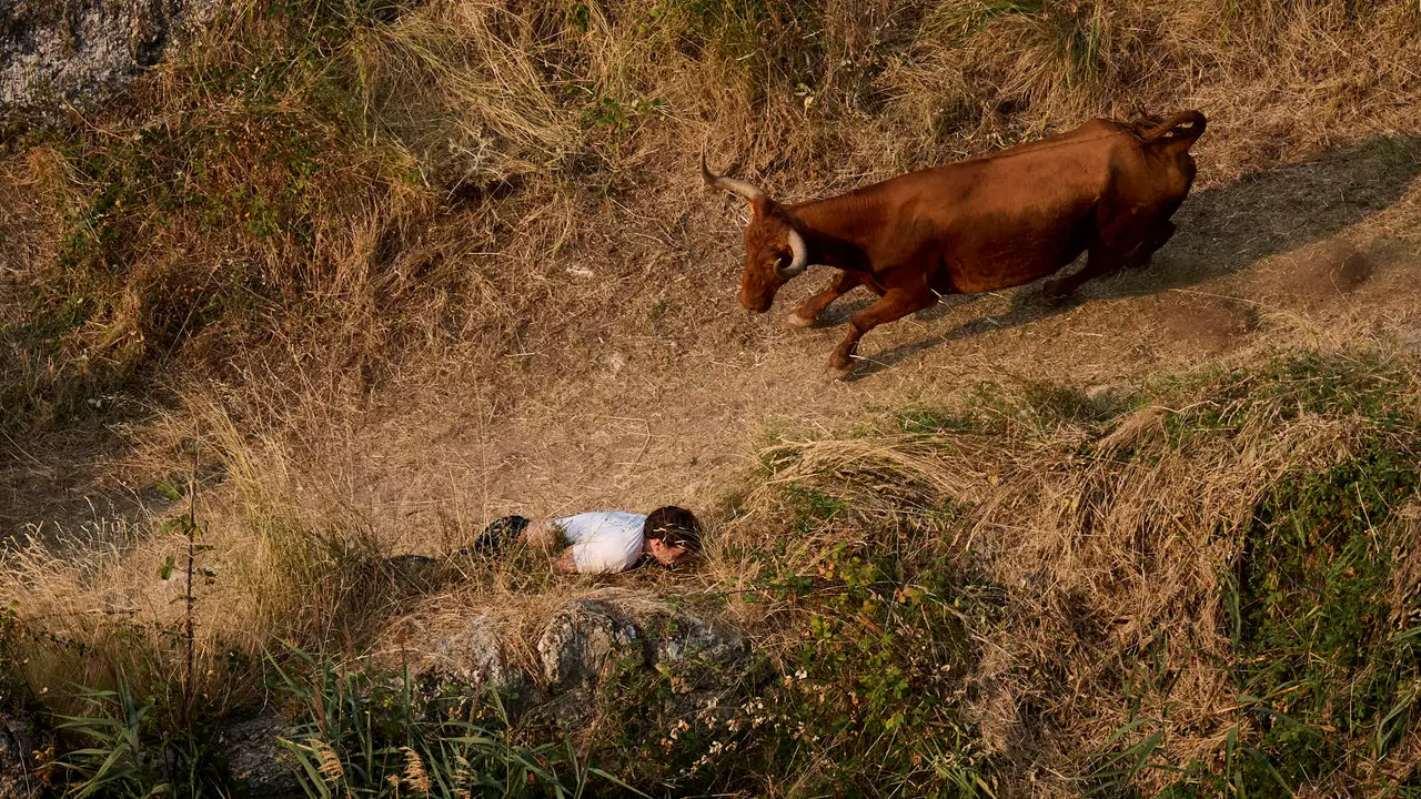 Cuarto encierro del Pilón en las fiestas de Falces de 2025 con vacas de la ganadería de Alba Reta de Grocin.
PABLO LASAOSA