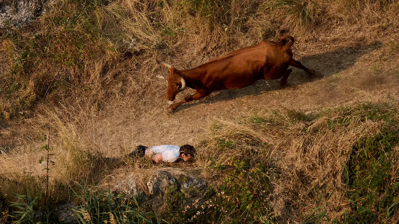 Cuarto encierro del Pilón en las fiestas de Falces de 2025 con vacas de la ganadería de Alba Reta de Grocin.
PABLO LASAOSA