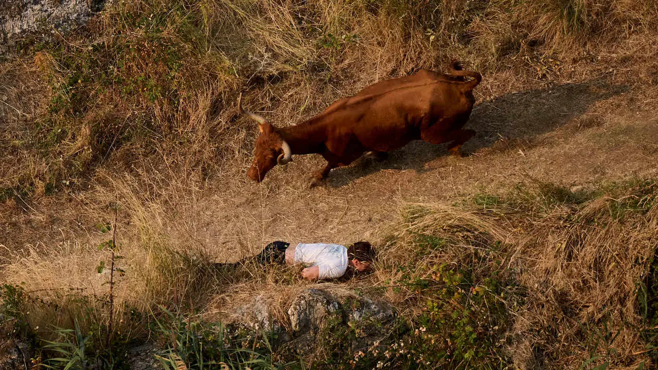 Cuarto encierro del Pilón en las fiestas de Falces de 2025 con vacas de la ganadería de Alba Reta de Grocin.
PABLO LASAOSA